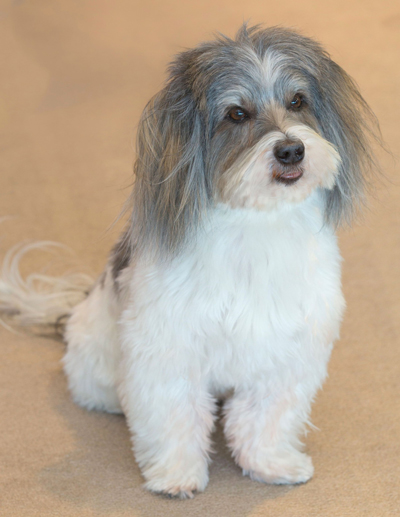 Diamonds on Main • remembering Gemstone