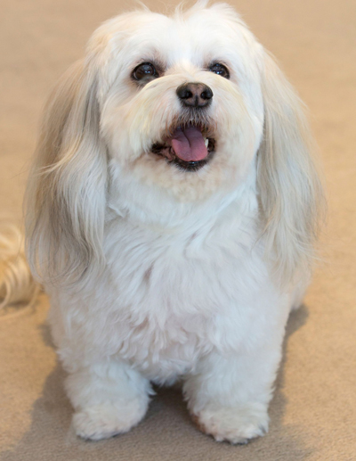 Diamonds on Main • remembering Jewels